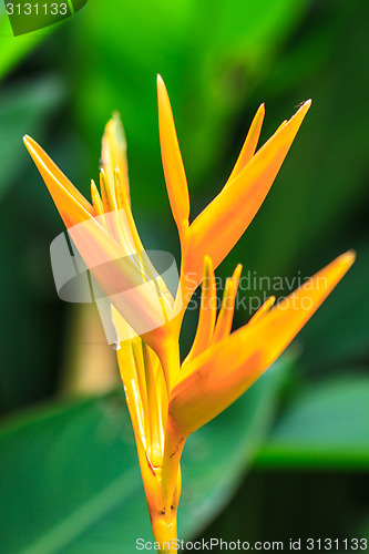 Image of Bird of Paradise flower