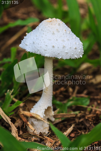 Image of close up mushroom in deep forest