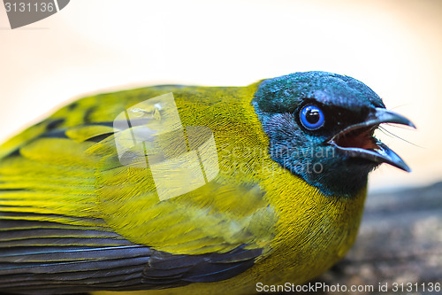 Image of Black-headed Bulbul, Pycnonotus atriceps