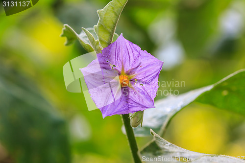 Image of eggplant flowers blooming in nature