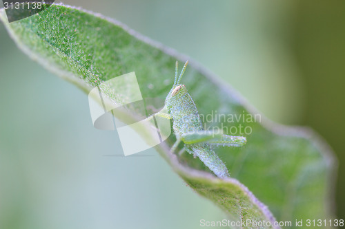 Image of Grasshopper perching on a leaf