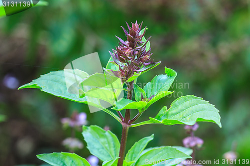 Image of Fresh basil and blossom