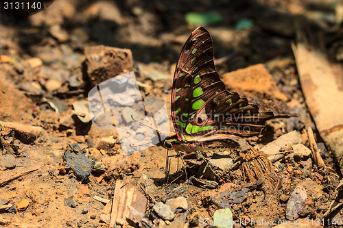 Image of Beautiful Butterfly on ground