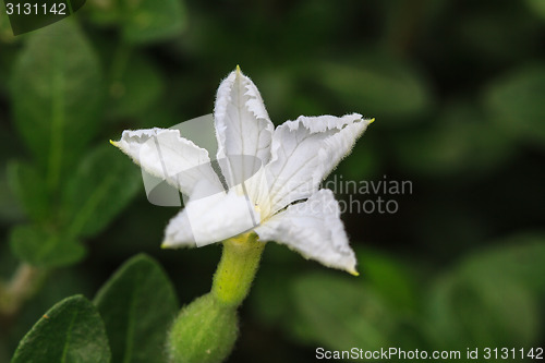 Image of beautiful wild flower in forest