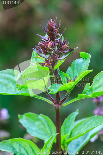 Image of Fresh basil and blossom