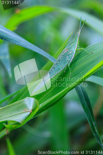 Image of Grasshopper perching on a leaf