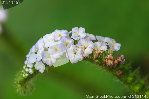 Image of Heliotropium indicum flower