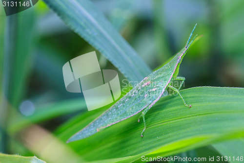 Image of Grasshopper perching on a leaf