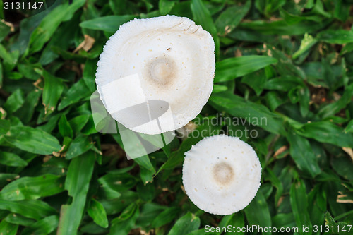 Image of close up mushroom in deep forest