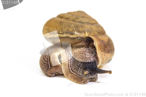 Image of Garden snail on white background 