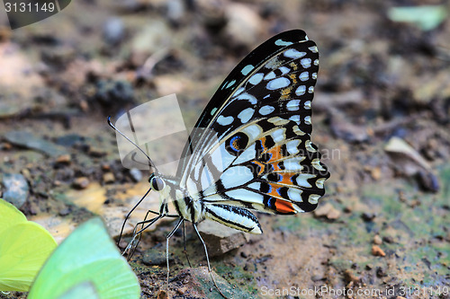 Image of Beautiful Butterfly on ground