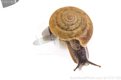 Image of Garden snail on white background 