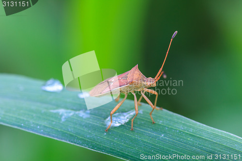 Image of Insect on leaf