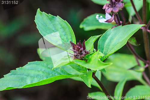 Image of Fresh basil and blossom