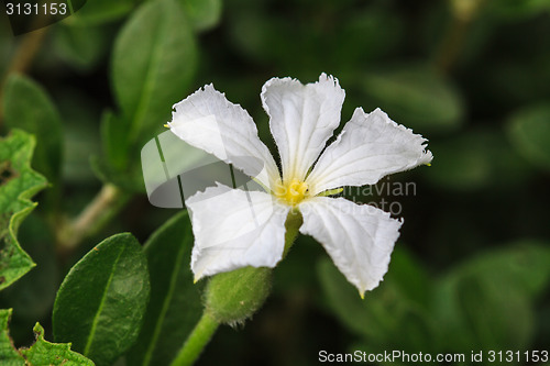 Image of beautiful wild flower in forest