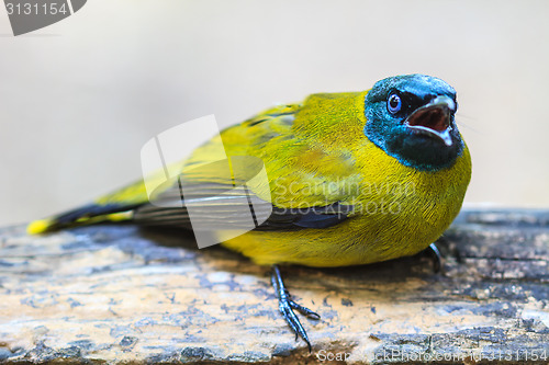 Image of Black-headed Bulbul, Pycnonotus atriceps