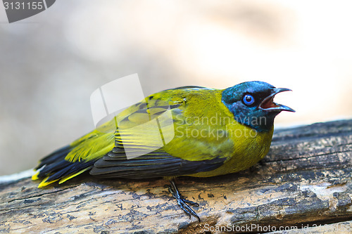 Image of Black-headed Bulbul, Pycnonotus atriceps