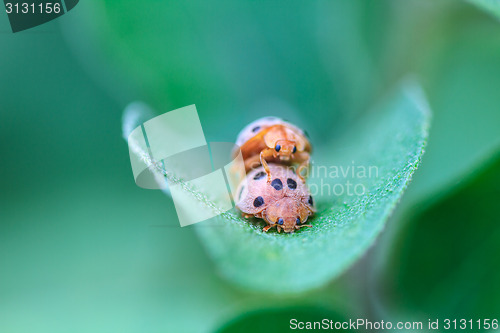 Image of ladybird on green leaf 