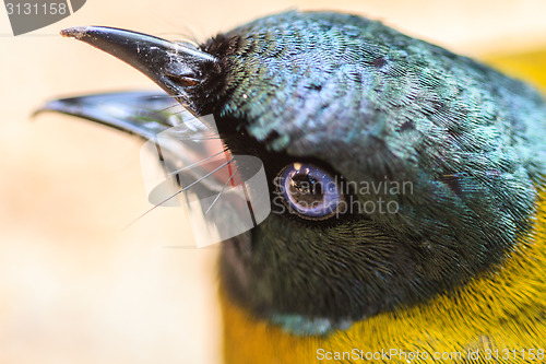 Image of Black-headed Bulbul, Pycnonotus atriceps