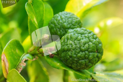 Image of Bergamot on Tree 