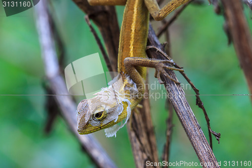 Image of Lizard  changing skin resting on wood horizontal 