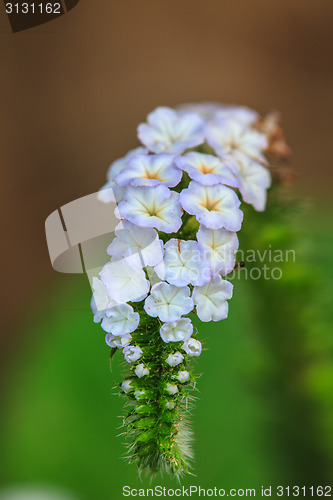 Image of Heliotropium indicum flower