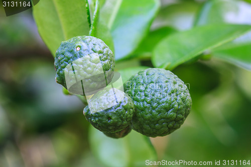 Image of Bergamot on Tree 