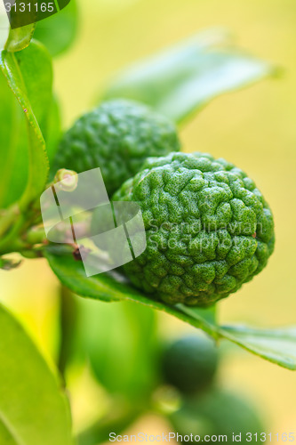 Image of Bergamot on Tree 