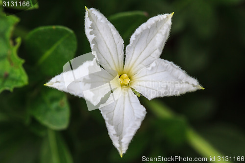 Image of beautiful wild flower in forest