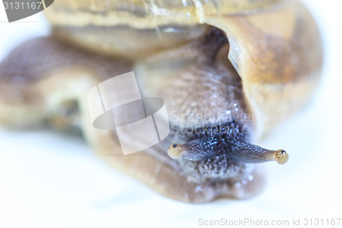 Image of Garden snail on white background 