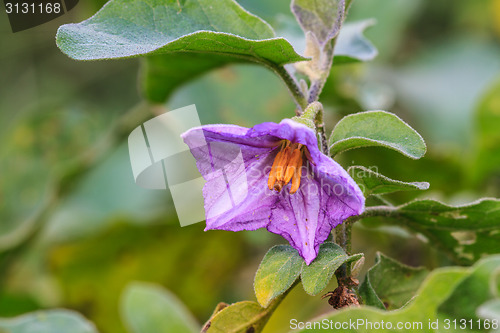 Image of eggplant flowers blooming in nature