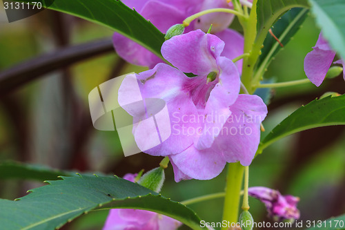 Image of Impatiens glandulifera plant