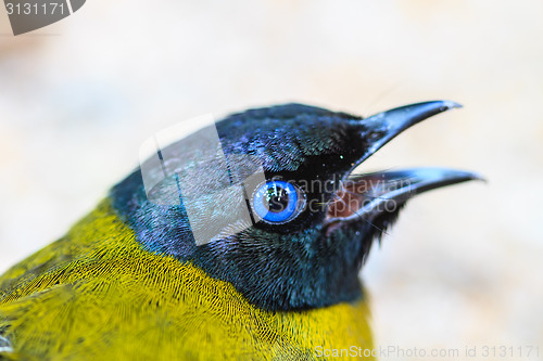 Image of Black-headed Bulbul, Pycnonotus atriceps