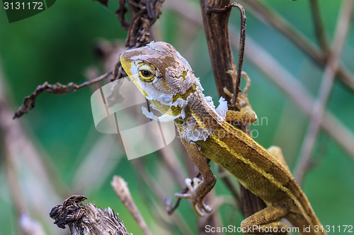 Image of Lizard  changing skin resting on wood horizontal 