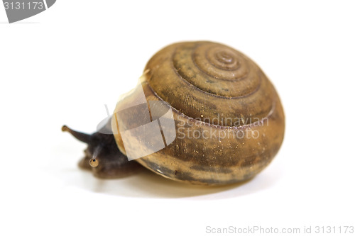 Image of Garden snail on white background 