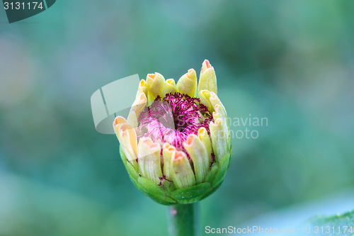 Image of Zinnia elegans in field