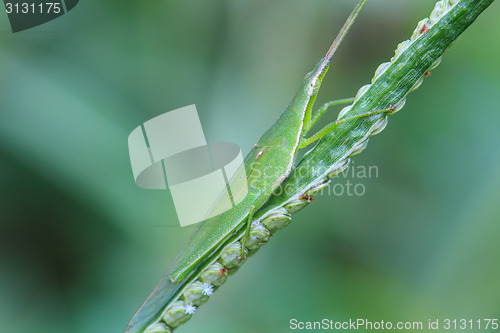 Image of Grasshopper perching on a leaf