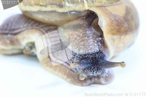 Image of Garden snail on white background 