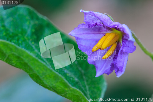 Image of eggplant flowers blooming in nature