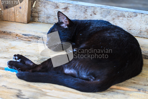 Image of Black cat sleeping 