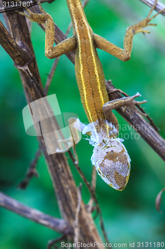 Image of Lizard  changing skin resting on wood horizontal 