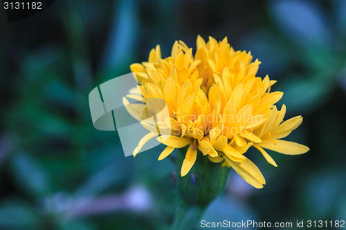 Image of Marigold  flowers field