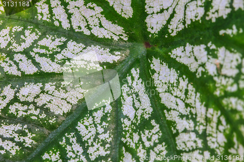 Image of Close up
water drop on caladium leaves