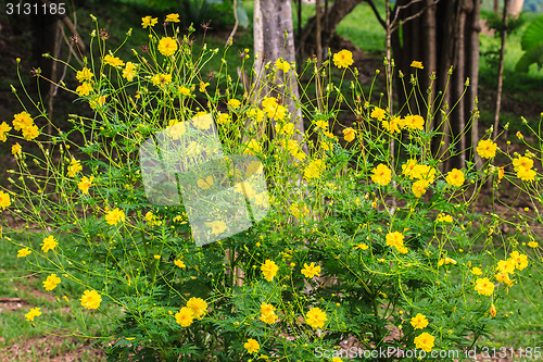 Image of Marigold  flowers field