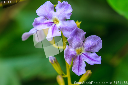 Image of Golden dewdrop