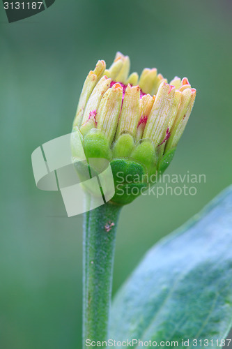 Image of Zinnia elegans in field