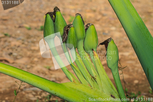 Image of close up bud flower of  Elephant ear