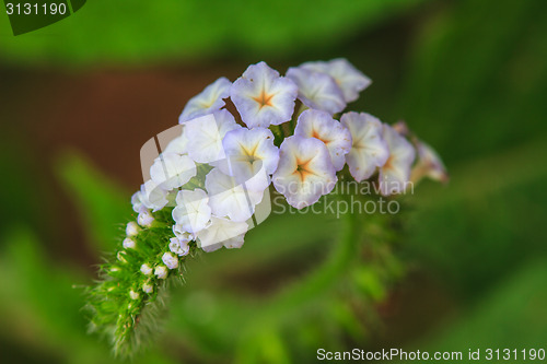 Image of Heliotropium indicum flower