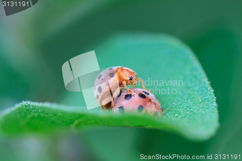 Image of ladybird on green leaf 