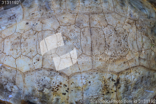 Image of Texture of Turtle carapace 